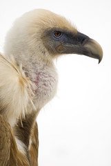 G&auml;nsegeier (Gyps fulvus) , freisteller