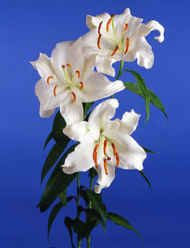 Flor Blanca