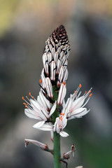 Gamón en flor