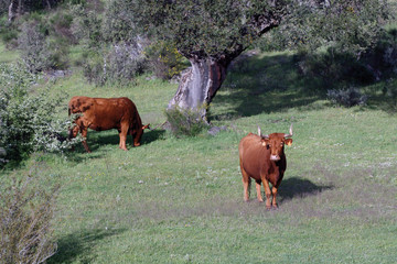 Pareja de vacas