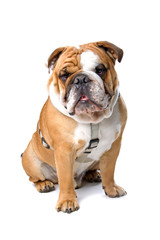 English bulldog isolated on a white background