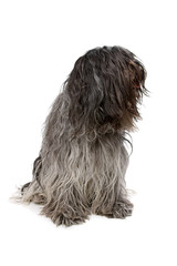 dutch bearded collie dog isolated on a white background