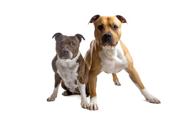 Obraz premium american stafford and english stafford dog isolated on white
