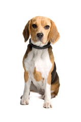 Beagle dog isolated on a white background