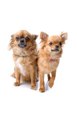 two chihuahua dogs isolated on a white background