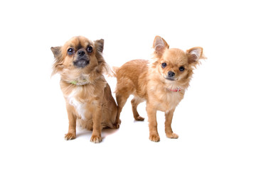 two chihuahua dogs isolated on a white background