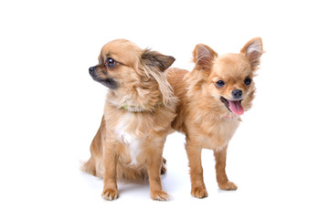 two chihuahua dogs isolated on a white background