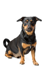 black and tan Jack Russel Terrier dog