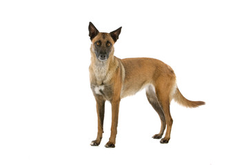side view of a belgiand shepherd (malinois) standing