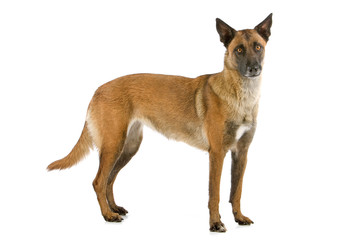 side view of a belgiand shepherd (malinois) standing