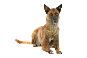 front view of belgian shepherd dog (malinois) isolated on white