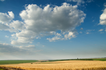 field of ripe wheat gold color and cloudy sky. south Ukraine