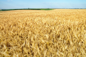 field of ripe wheat gold color. south Ukraine