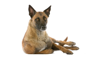 belgian shepherd dog malinois, lying down, isolated on white