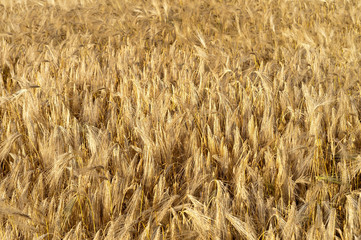 golden wheat ears. south Ukraine