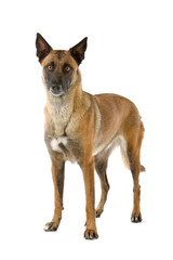 front view of belgian shepherd dog (malinois) standing