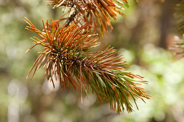 Dying Pine Bough