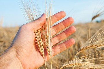 ears of wheat in a hand above the field