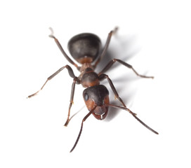 Horse ant islolated on white background