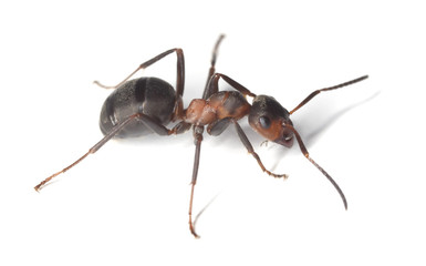 Horse ant islolated on white background