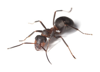 Horse ant islolated on white background