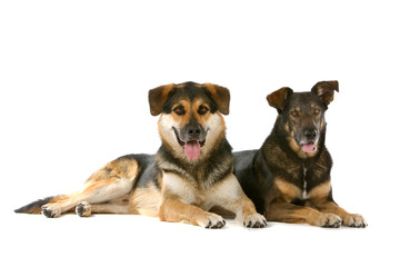 two mixed breed dogs lying down, isolated on a white background