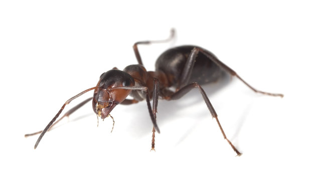 Horse ant isolated on white background.
