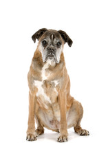 old gray boxer sitting, isolated on a white background