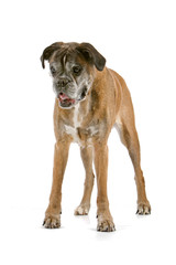 old gray boxer standing, isolated on a white background