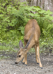 Deer grazing in forest.
