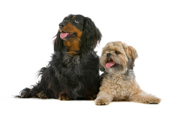 mixed breed dog and old dachshund dog
