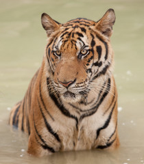 Tiger im Wasser