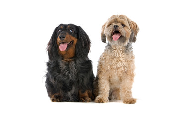 mixed breed dog and old long-haired dachshund dog
