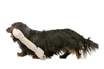 old black and tan, long haired dachshund isolated on white