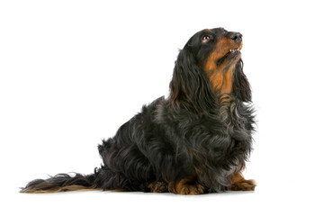 old long haired dachshund isolated on a white background