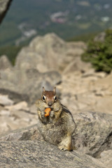 Chipmunk Eating Nut