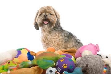 mixed breed dog (shih tzu, maltese) isolated on white background