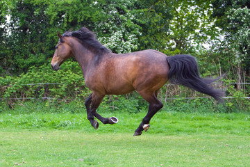 chestnut stallion running