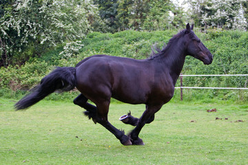 side view of a running horse
