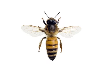 Abwaschbare Fototapete Biene Biene, Apis mellifera