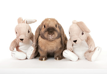Dwarf rabbit in the company of toy rabbits.