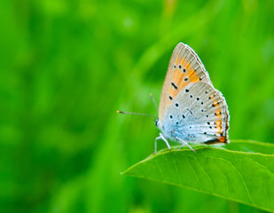 Fototapeta na wymiar butterfly on green grass