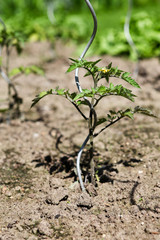 junge Tomatenpflanze mit Rankelhilfe