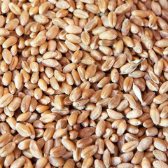 Weizen Körner