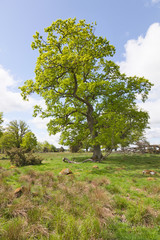 Oak tree