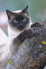 SIAMESE, THAI.