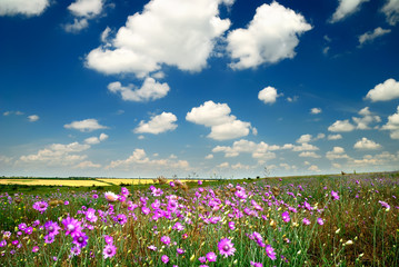 Summer landscape with the beautiful sky