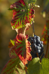 Pinot noir grapes