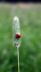 Marienkäfer auf Grashalm