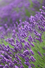 Lavender close-up in field